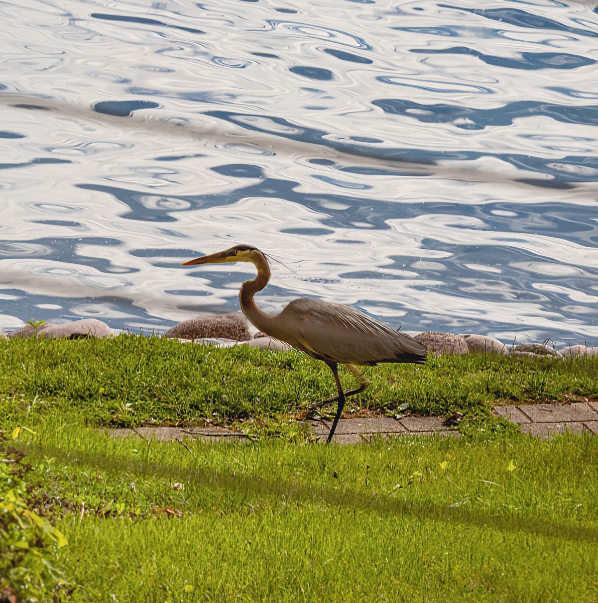Heron