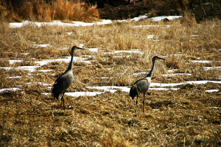 crane3-16-08